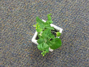 Plants in 3rd Grade