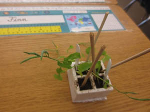 Plants in 3rd Grade
